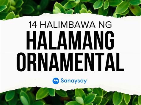 14 Halimbawa ng Halamang Ornamental (Namumulaklak)