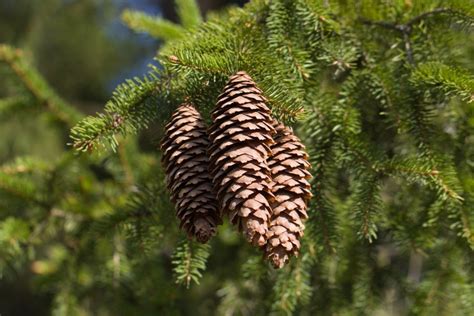 Picea abies - Field-Grown