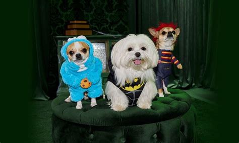 Best Halloween TV and Movie Character Costumes for Dogs BeChewy