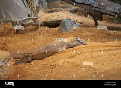 Animals in Tulsa Zoo- Tulsa Stock Photo - Alamy