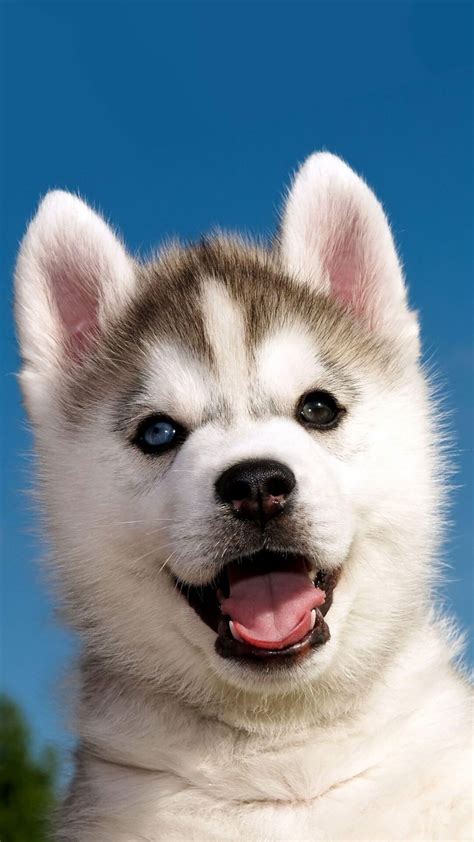 Bộ sưu tập husky cute wallpaper Những hình nền đáng yêu cho máy tính của bạn