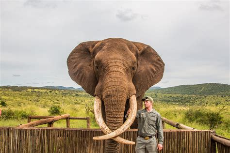 Manyoni & Elephant Interaction Safari - Hluhluwe Game Reserve