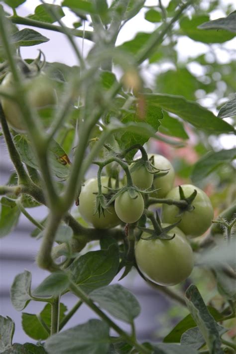 A single Tomato plant in a Hybrid Grow Bed - DavaoPonics