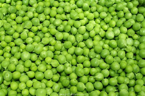 How to Blanch and Freeze Fresh Garden Peas - GettyStewart.com