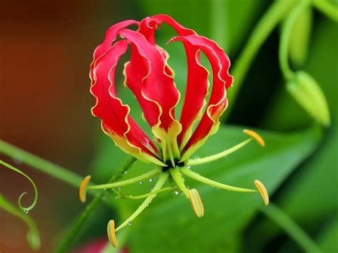 Climbing Lily Care - How To Grow Gloriosa Lilies