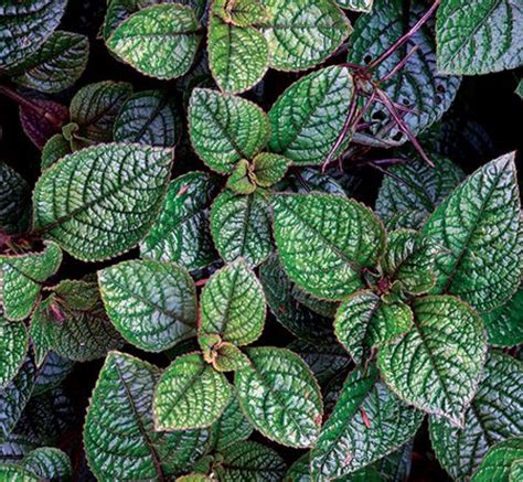 Plectranthus