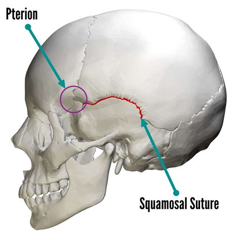 Bones of the Skull | Skull Osteology | Anatomy | Geeky Medics