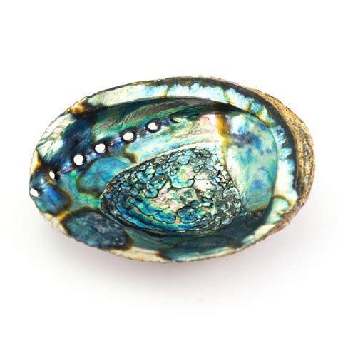 Abalone Shell | Sustainably & Ethically Sourced