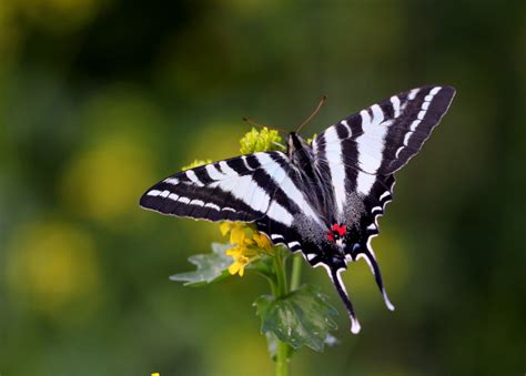 Native butterfly species thrive in local butterfly house - News - Missouri State University