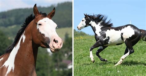 American Paint Horse Facts You Might Not Have Known