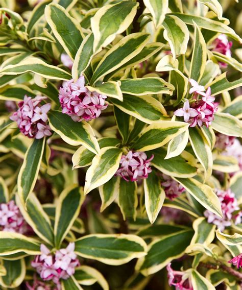 Best spring flowering shrubs: 11 beautiful choices | Homes & Gardens