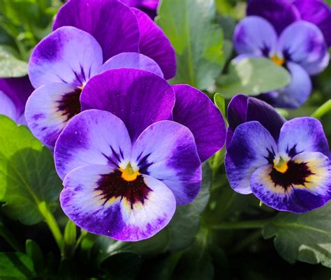 Pansy Flower Blossom - Free photo on Pixabay - Pixabay