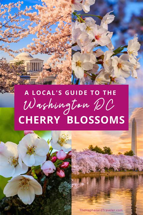 Where to See Cherry Blossoms in DC: Map & Insider's Guide | Cherry ...