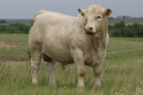 Charolais Bull