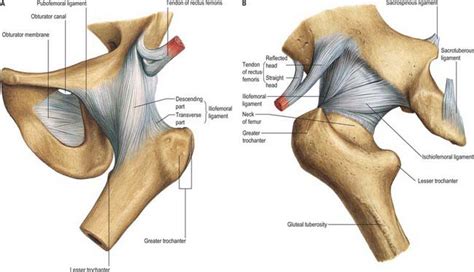 [DIAGRAM] Diagram Of Hip Bone Subacetabular Groove - MYDIAGRAM.ONLINE