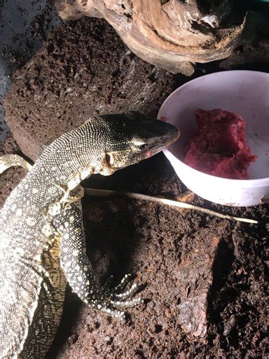 Monitor Lizard Diet | Wiki | Reptiles Amino