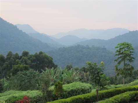 Bwindi Ecotourism Center — ISTUDIO Architects