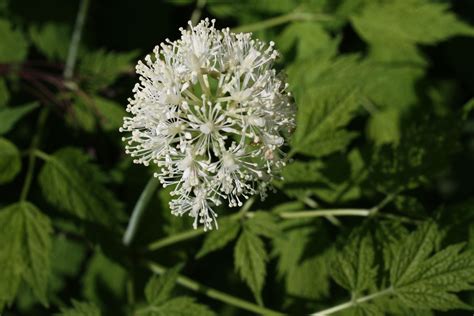 Red Baneberry (Actaea Rubra) plant #flroal #upstateny #nativeflowers #nature #flowers # ...