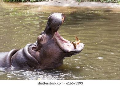 Hippopotamuses Showing Huge Jaw Teeth Hippopotamus Stock Photo 616673393 | Shutterstock