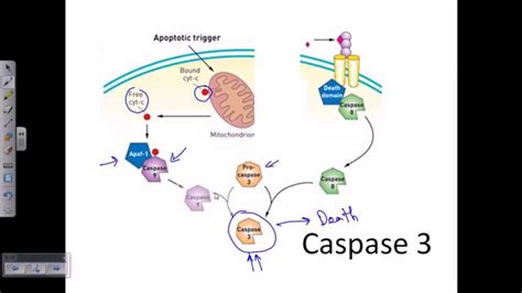 Caspase 3 | caspase cascade apoptosis - YouTube