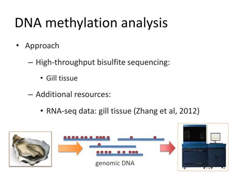 PPT - DNA methylation analysis PowerPoint Presentation, free download - ID:2422242