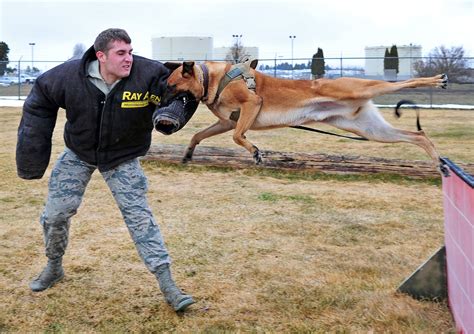 Flying through the air. Fearless Belgian Malinois military working dog, doing training. How'd ...