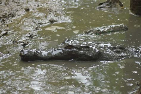 Nearly Invisible! Can You Spot This Camouflaged Crocodile?