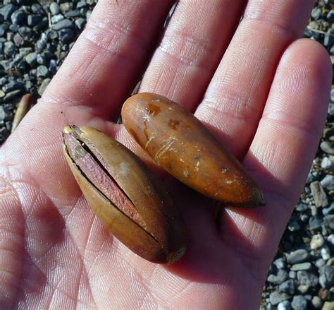 Wild Harvests: Eating Valley Oak Acorns