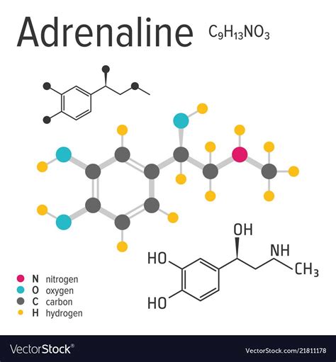 Chemical formula, structure and model of the adrenaline molecule, vector illustration. Download ...