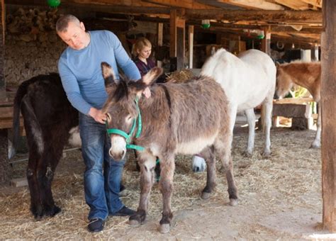 How Tall Are Donkeys? Facts & FAQs (With Size & Growth Chart) | Pet Keen