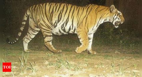 Uttarakhand: SC panel stops 'blacktopping' of wildlife corridor | Dehradun News - Times of India