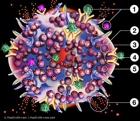 MastCellAware :: Mast Cells Illustrated