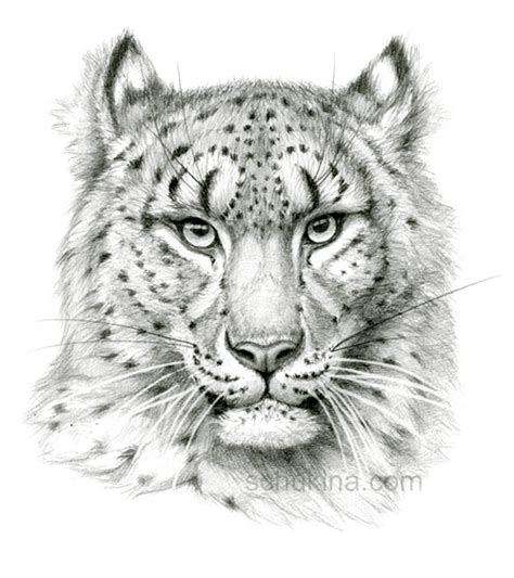 Snow Leopard sketch portrait by sschukina on DeviantArt