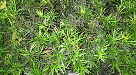 Podocarpus Plant: How to Grow for Podocarpus Hedge or Podocarpus Tree ...