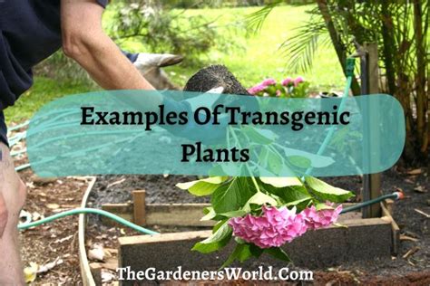 A List Of Transgenic Plants | Genetically Modifying Plants Is A Good ...