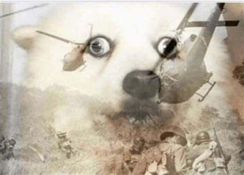 PTSD dog - Meme Template - MeMesPortal