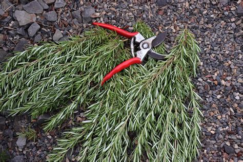 Before and After: Pruning the Rosemary