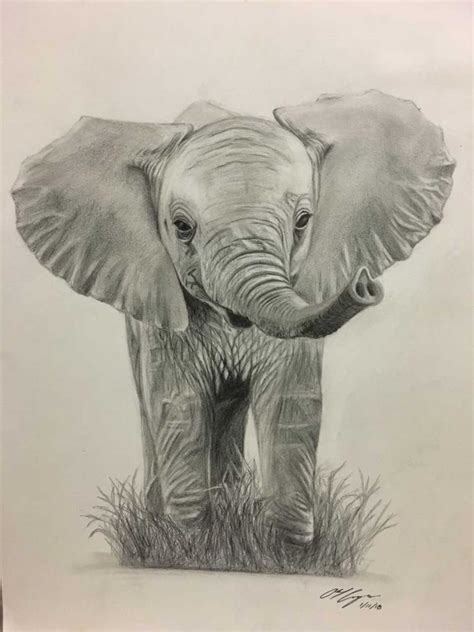 Baby Elephant Drawing