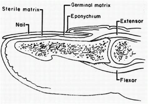 Germinal Matrix Anatomy