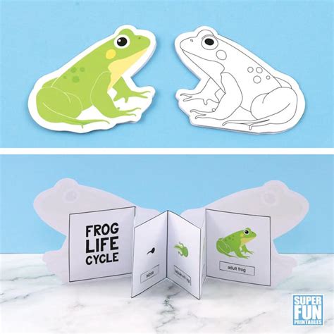 Printable Frog Life Cycle craft - The Craft Train