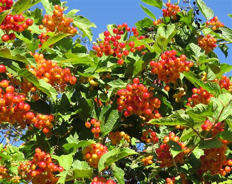 In the Garden: Vibrant, hardy viburnums a year-round joy | The Spokesman-Review