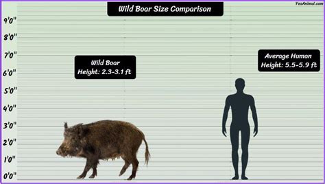 Wild Boar Size Explained: How Big Are They Comparison?