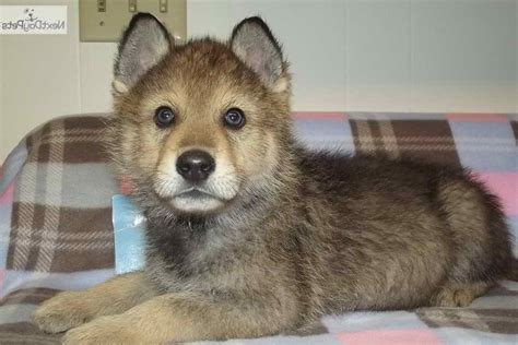 German Shepherd And Wolf Mix Puppies