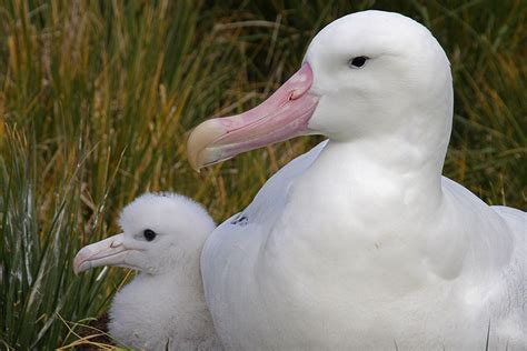 Saving the best for last: Wandering albatrosses' last push for successful parenting