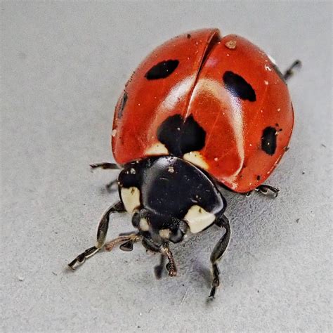 Coccinella septempunctata (7-spotted Lady Beetle) – 10,000 Things of ...