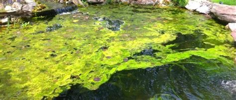 How To Prevent Algae In Your Backyard Pond? - Get Wet Ponds