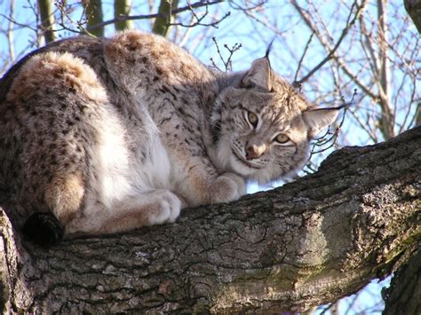 Eurasian Lynx | Coniferous Forest