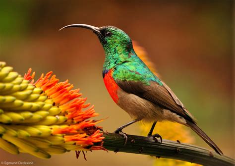 Photographer of the Year 2021 Weekly Selection: Week 11 - Africa Geographic