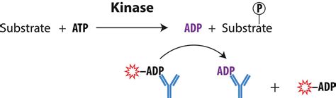 What Do Kinases Do - slideshare