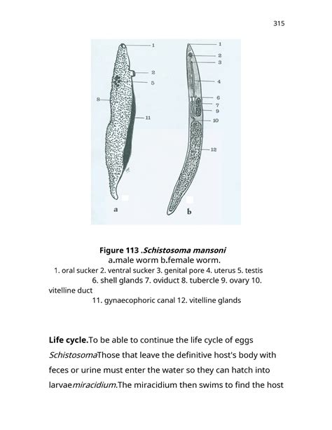 Medical - Symptoms and Diagnosis 15-21 - Figure 113. Schistosoma ...